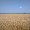 olekcandr.777