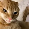 mezlyf