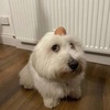 dogwitheggonhead