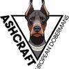 Ashcraft.Dobermans