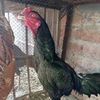 hamayon.cheema8