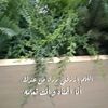 satiiiih