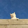 lephmlnhchi