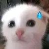 aliencatz._