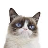memewood_pictures
