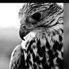 aalltxx