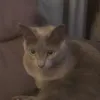 miemie.mie_