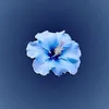 piouuu_05