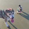 paulacurttiktok