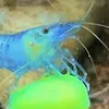 schanirium