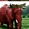 gorillazalbinos