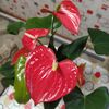 svetlana_ysupova_8