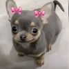 dy_lan310