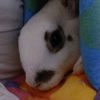 winnierabbit