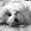 sicatlet
