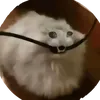 frozengd7