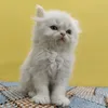 PetflixAndChill