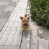 itzzmealii_