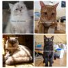 pawlanet.meow