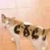tong.tai.saygex
