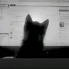 _meow_meos