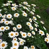 iryna1356889_