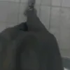 ee_lop