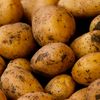 ne_potato123