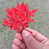 hanif9657