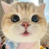 Pets.VN