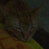 kumsal_1.2