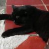 rivan.camelo