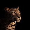 ii.leopard