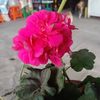 hermelinda.cahuan4