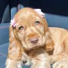 mignonne445