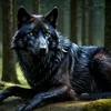 The black wolf