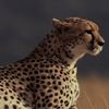 nsaud4