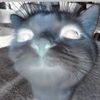 pursuingchaoz