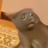 mahowaga2