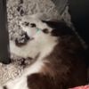 supercutestitch