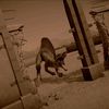 spino_1020