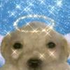 soy_wilbert0