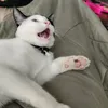 quitfuckinggooning
