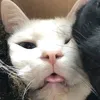trnqhdz