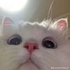 mister_notyours