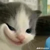 idcuataoh
