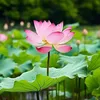 an_nhien0109
