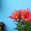 flower1175