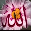 user41237273529662