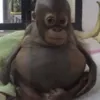 kimitefita